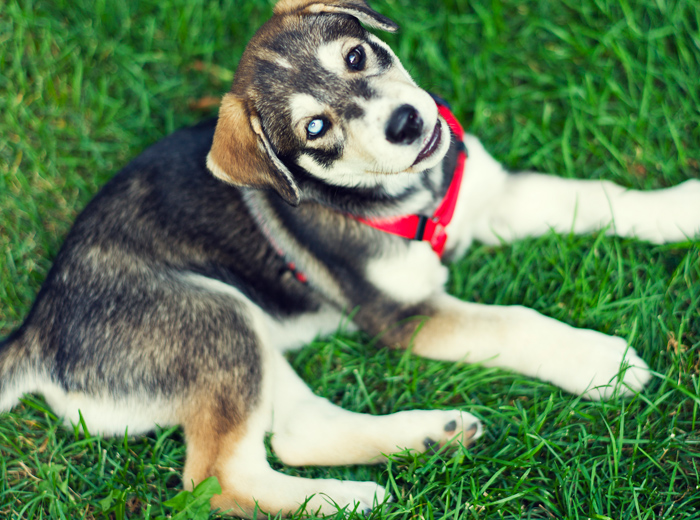 快速导入数据的云呼