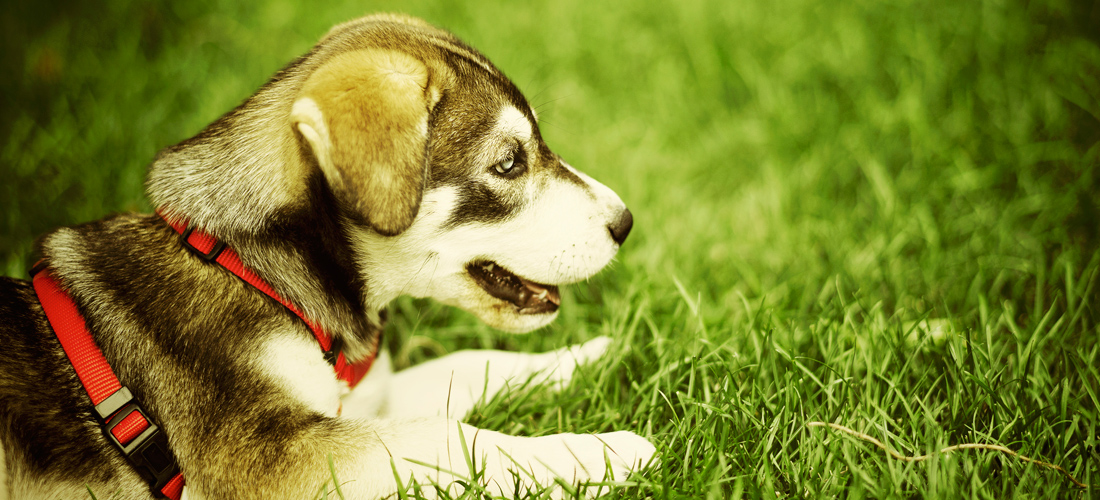 在线接收短信验证码